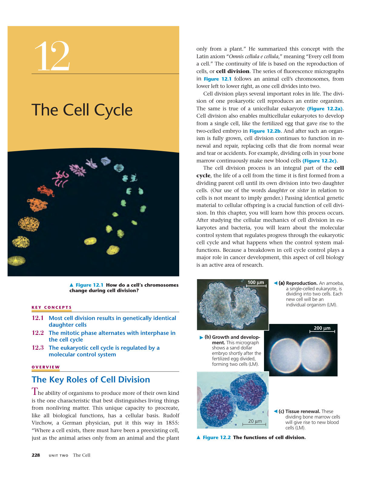 Campbell Biology book cover